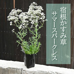 v[gɑN̂ݑ2025N6J hݑ |bgc T}[Xp[NX