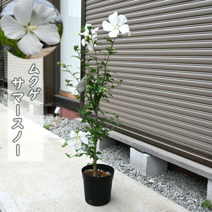 楽天市場】2025年6月より発送花芽確認のムクゲ2025年7月開花 ムクゲ 