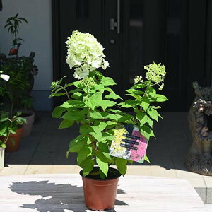 ߃mEcMcĂnChWA pjL[^ ph@c@4.52023N7BeĂ܂mEcMnChWApjL[^phĂ 