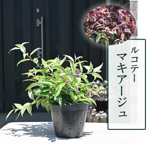 Re[@}LA[W@cmieJ[[t؃OhJo[@_Cie5TCY