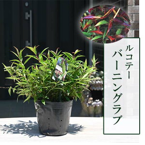 Re[@o[jOu@cmieJ[[t؃OhJo[@_Cie5TCY