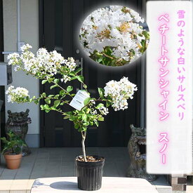 2025年7月より発送百日紅サルスベリ苗　スノーペチートサンシャイン　スノー　白