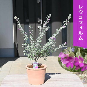 2025N5{蔭ERtB@eRb^AΒ؁@J[[tK[fjO