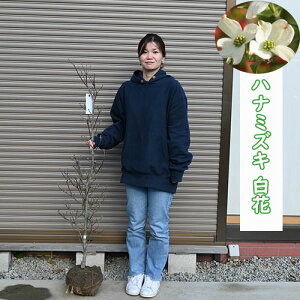 2025NJԕc ni~YL  QcNEhiC c Ԑ V{c[