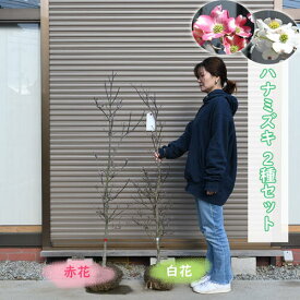 2024年開花 ハナミズキ2種セット 赤花 白花 苗木 寝巻き贈り物に 花水木 お誕生日プレゼント