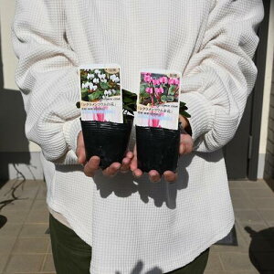 2025N2~jVN RE c gZbg7.5Z`|bg VN