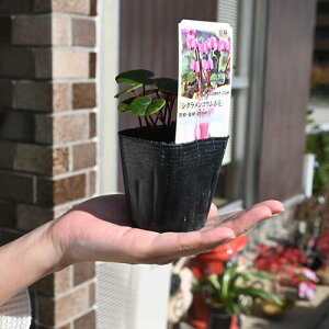 2025NJ2J VN RE c ԉԌn 7.5Z`|bg VN