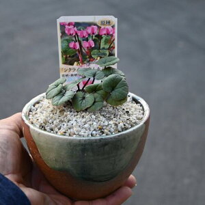 2025NJ2J VN RE ԉԌn MyA VNMyĂ