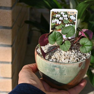 2025N2 VN RE  Ԍn MyAVN