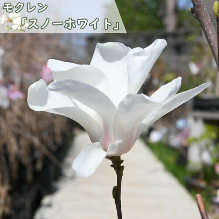 楽天市場】2026年3月頃開花 モクレン スノーホワイト 苗木 接ぎ木 