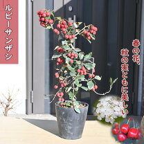 楽天市場】紅サンザシ盆栽の通販