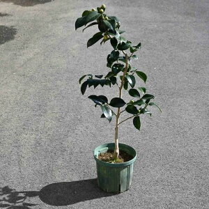 �΂��c �і��΂��@�}���� �y�c�o�L�z �֕c�@�@�������c�@50�Z���`����70�Z���`�O��