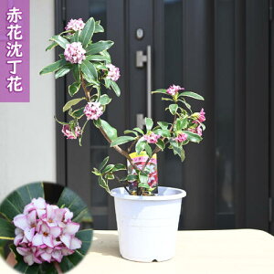 ������y���ޒ�����4������5���J�ԁy�����Ԑԉԁz�����Ԑԉԑ�c6���T�C�Y�c�@�W���`���E�Q�ԁ@�Ԃ̍���@���N3���J�ԁ@���R�̍����@�O�十�؁@���S�Ҍ����@���_