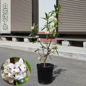 񂿂傤̉ԁy2026N3`4@Jԁzcyԁ@ԁz|bgc@W`EQ@Ԃ̍@N3Jԁ@R̍@O十؁@SҌ@_