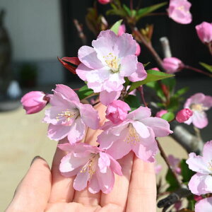 2025N4`5Jԗ\AɕcyԊC zniJChE