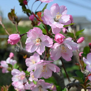 ̓v[gƂ}\ԒyV|Cg2{߂̕c2025N5ɊJԃniJChEyԊC z@c؃JChEԂ炭̂ł߂ł