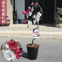 楽天市場】花桃 垂れの通販