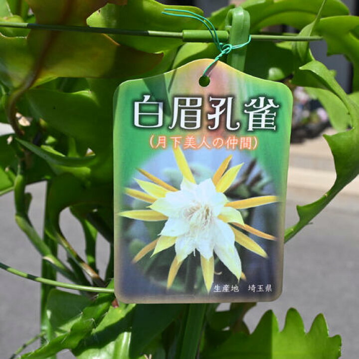 楽天市場】2025年NEW 孔雀サボテン 白眉孔雀 苗 プラ鉢入り 月下美人の 