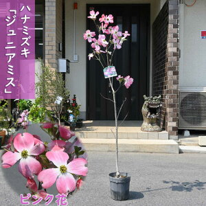 ni~YLc  2025N4J ȃ蕨 WjA~X sN Ԑ