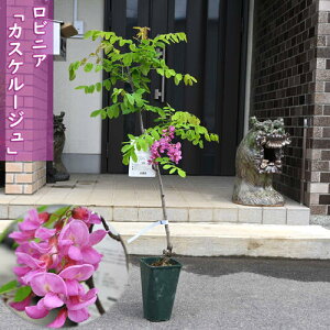 2025N11蔭NEW rjA JXP[W c jZAJVA niGW ڂ