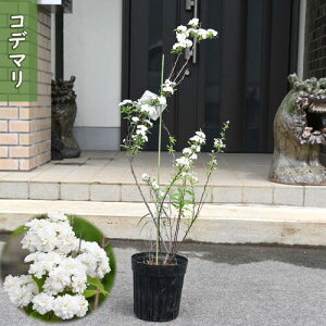 2025N4Jԗ\ d炫 Rf} c { e}oi XYJP dRf}