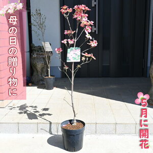 ̓̑蕨 ni~YL  2025N5ɊJ 蕨 WjA~X Ԑ 5ɊJԁ@av[g