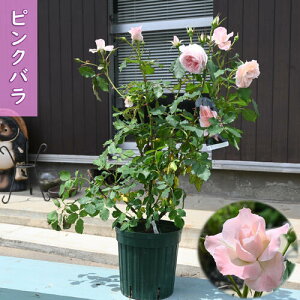 2025N@ȃ蕨Ɂ@sNF o KN @ ֖[@̓Mtg