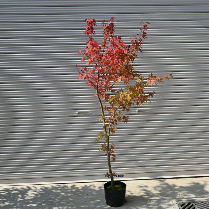 楽天市場】2023年11月2日撮影紅葉自宅のお縄に紅葉といえば 