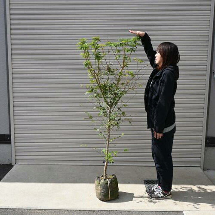 楽天市場】5年物自宅のお縄に紅葉といえばイロハモミジ大きい苗もみじ 