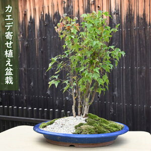 【現品】 秋を楽しむギフト カエデ 寄せ植え 盆栽日本の美 楓 盆栽