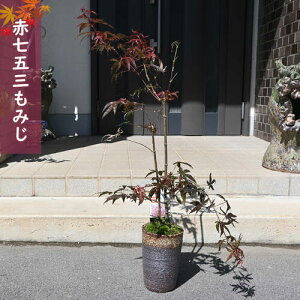 yiz݂ Ԏ܎O A ݂~ gt 2025N108Be ʖ Eu