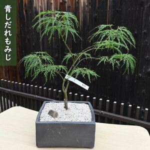 2025N1028Beyiz ݂~ }~W {̔gt~́@gt~́@݂~ 2025N1028Be