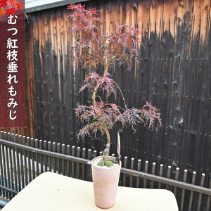 2025N113Be ނg}݂~ }~Wg} {̔gt~́@gt~́@݂~