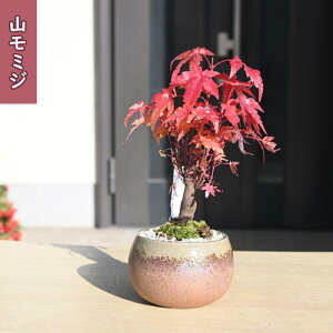 2025N HyރMtg R݂ ~j~͓{̔gt~́@gt~́@݂~