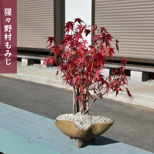 yiz2025N1128Be ݂ ́X쑺 ~ gt 傤傤̂ނ@VEWEm݂