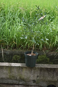 5月母の日期間お任せ配送となります開花後実のなるみかんデコポンプラ鉢植  みかんの木不知火苗 ビタミンCは 免疫力アップ ト 収穫は1月〜2月頃です