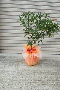 プレゼントに2025年5月から7月に開花後実のなるキンカン実付き鉢植え金柑 お祝い事の贈り物に きんかん お誕生日の贈り物に