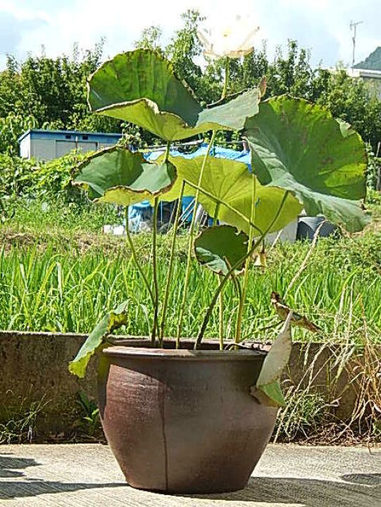 楽天市場 蓮鉢植え 金輪ハスの鉢植えです 極楽浄土のお花 ハスの花 園芸百貨店何でも揃うこぼんさい