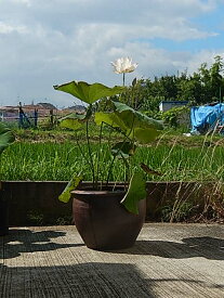 楽天市場 花 鉢植え 蓮の通販