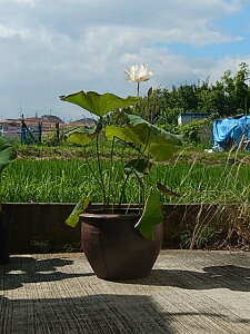 @A@փnX̔Ał@Ɋyŷԁ@nX̉