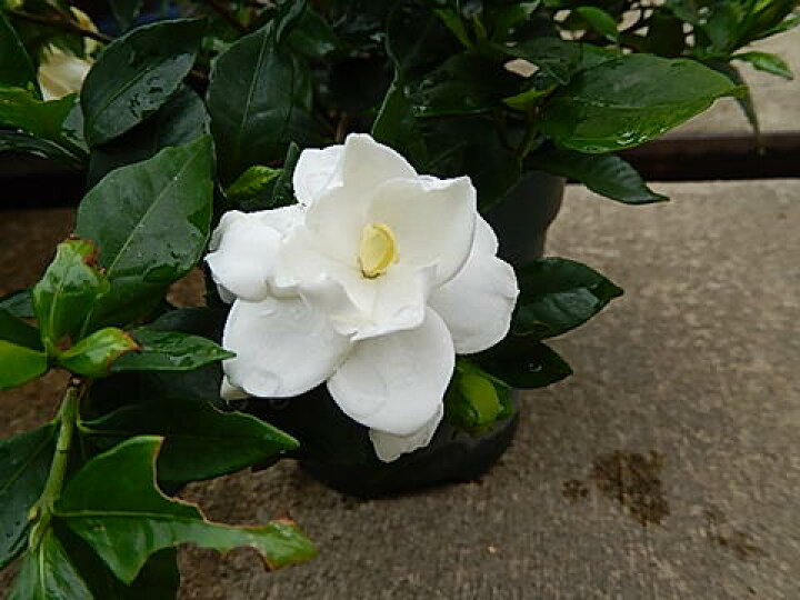 楽天市場 22年クチナシのお花をプレゼントに5月開花予定苗とてもいい香りのギフト八重咲きクチナシポット苗 ギフト ガーデニア 八重咲きクチナシ 5号鉢 贈り物 プレゼント 花 鉢植え 園芸百貨店何でも揃うこぼんさい 楽天市場 22年クチナシのお花をプレゼントに5月開花予定苗とてもいい香りのギフト八重咲きクチナシポット苗 ギフト ガーデニア 八重咲きクチナシ 5号鉢 贈り物 プレゼント 花 鉢植え 園芸百貨店何でも揃うこぼんさい
