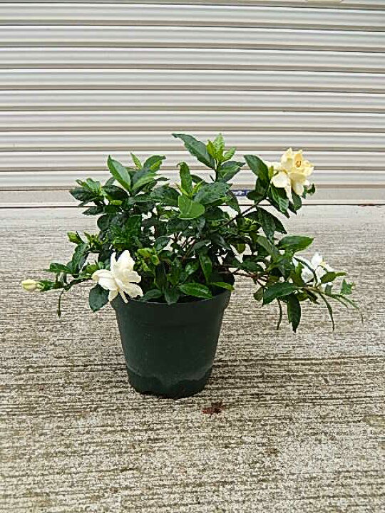 楽天市場 22年クチナシのお花をプレゼントに6月開花予定苗とてもいい香りのギフト八重咲きクチナシポット苗 ギフト ガーデニア 八重咲きクチナシ 5号鉢 贈り物 プレゼント 花 鉢植え 園芸百貨店何でも揃うこぼんさい