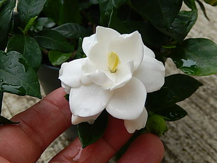 楽天市場 22年クチナシのお花をプレゼントに6月開花予定苗とてもいい香りのギフト八重咲きクチナシポット苗 ギフト ガーデニア 八重咲きクチナシ 5号鉢 贈り物 プレゼント 花 鉢植え 園芸百貨店何でも揃うこぼんさい