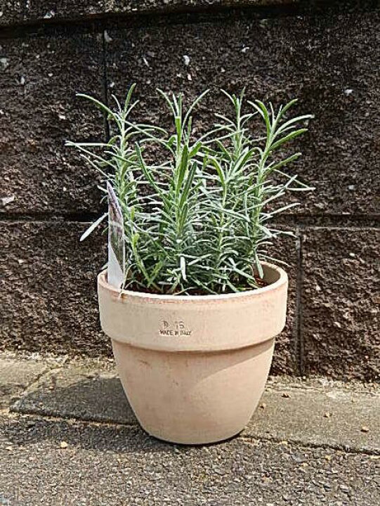 楽天市場 21年の鉢植えラベンダー鉢植えラベンダーの中でも耐暑性もあるので初心者でも育てやすい品種です イタリア製テラコッタ鉢入り 園芸百貨店何でも揃うこぼんさい