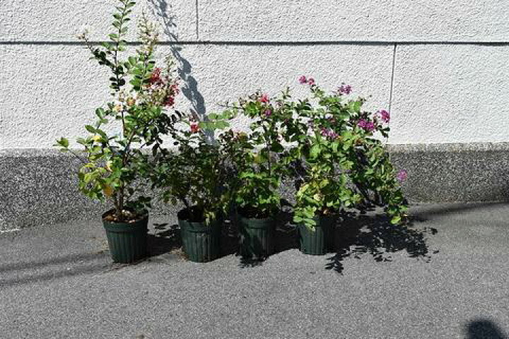 楽天市場 百日紅サルスベリ苗 4種類の いろんなサルスベリ赤と白 紫と 紅白セット 園芸百貨店何でも揃うこぼんさい