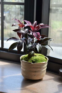 植木 盆栽 万両 農業資材 ガーデニング用品の人気商品 通販 価格比較 価格 Com
