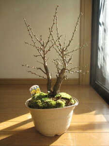 2025�N�ɊJ�����߂ł����~�� �~�~�� �a�����̑��蕨�ɍg���~ �g�������q�i�~�͍g���~�~�͊񂹐A�����蕨�~�͐M�y������@�������Ɣ~�~�͊񂹐A��