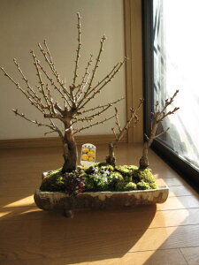 yjz̑蕨ɂ啟gʖ~́F؍ʖ~̓Zbg蕨~͐My