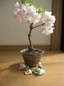 送料無料ディズニーお花見 ディズニー 　ディズニー と桜盆栽　2017年花芽付の桜盆栽となります。