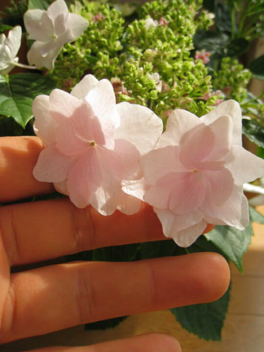 楽天市場 母の日ギフト22年5月開花のお届けとなりますお届けは5月4日より墨田の花火 あじさい苗 大苗アジサイ隅田の花火 園芸百貨店何でも揃うこぼんさい